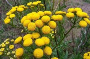 Freem di Tansy