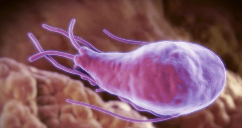 Alveococcus ed echinococcus