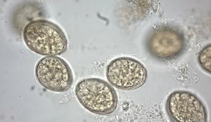 parassiti al microscopio