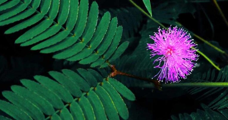 I semi di mimosa Pudica aiutano a rimuovere i parassiti dal corpo