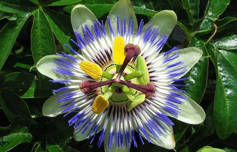 il fiore della passiflora aiuta a combattere i parassiti