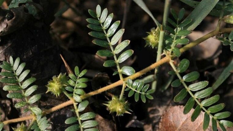 tribulus aiuta a rimuovere efficacemente i parassiti dal corpo