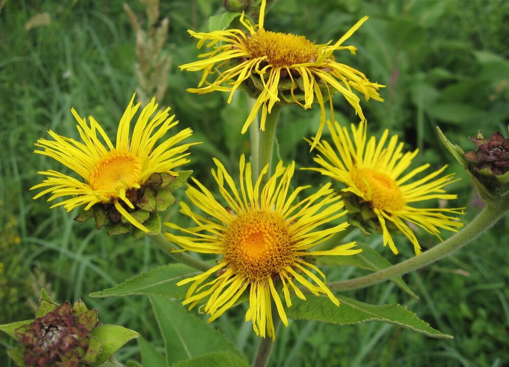 elecampane contro i parassiti